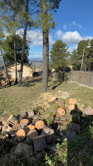 Limpieza de parcela, tala de árboles