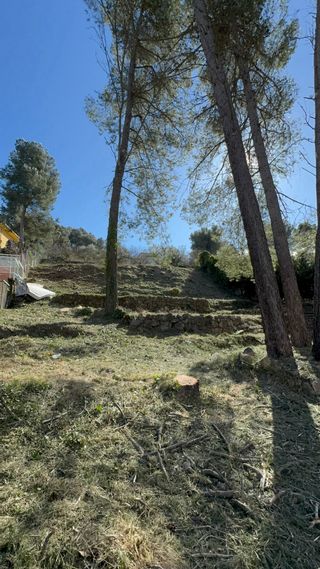 Limpieza de parcela, tala de árboles
