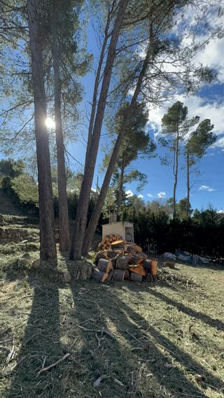 Limpieza de parcela, tala de árboles