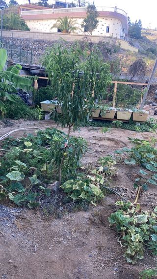 Terreno rústico Arona