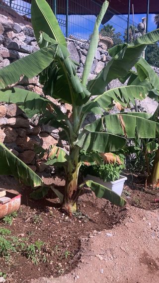 Terreno rústico Arona