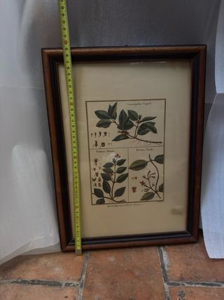 Quadretto Botanico Vintage Stampa Histoire Naturel