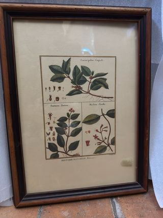 Quadretto Botanico Vintage Stampa Histoire Naturel