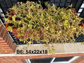 7 Jardineras + Platos + Soportes + Plantas