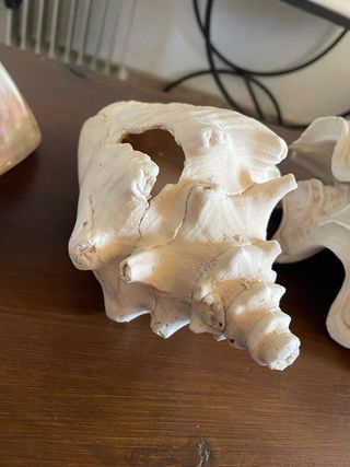 Decoración Conchas Marinas