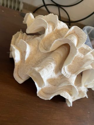 Decoración Conchas Marinas