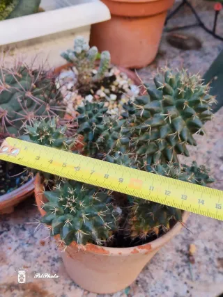 Lote de cactus variados