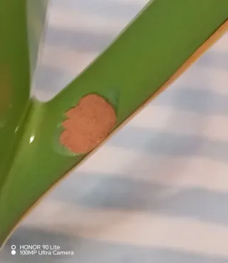 Antica Caffettiera Porcellana Boema - Ghirl