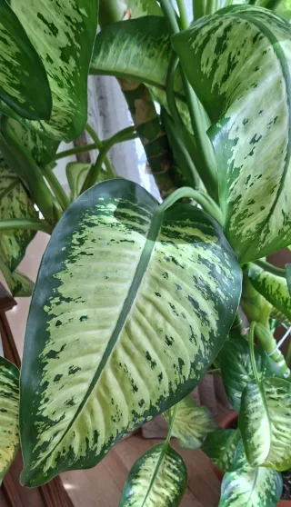 PLANTA DE INTERIOR Dieffenbachia MUY GRANDE 1,85m