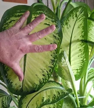 PLANTA DE INTERIOR Dieffenbachia MUY GRANDE 1,85m