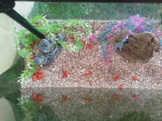 Acuario / Pecera BOYU 66L Negra y Accesorios