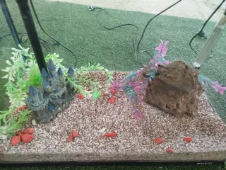 Acuario / Pecera BOYU 66L Negra y Accesorios