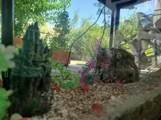 Acuario / Pecera BOYU 66L Negra y Accesorios