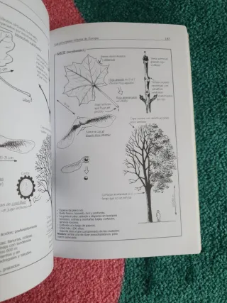 El Libro Del Arbol