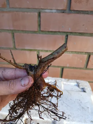 Negikan Mame  + plantón de mahaleb de regalo