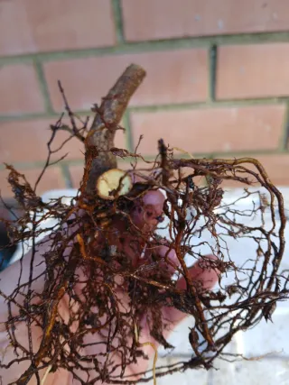 Negikan Mame  + plantón de mahaleb de regalo