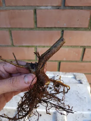 Negikan Mame  + plantón de mahaleb de regalo