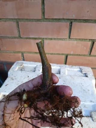 Bonsái Granado Negikan