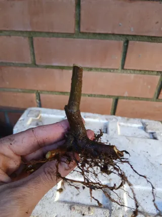 Bonsái Granado Negikan