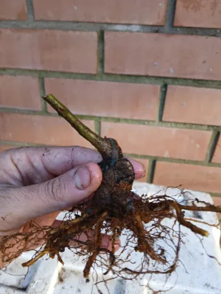 Negikan Mame + plantón de mahaleb de regalo