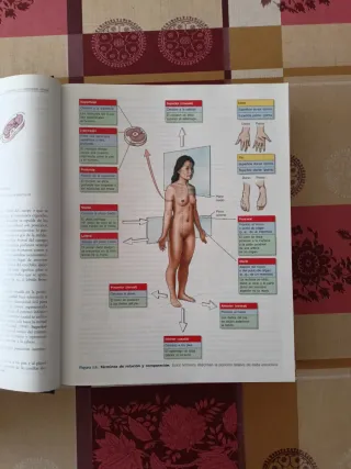 Anatomía con orientación clínica (4ª Ed.)