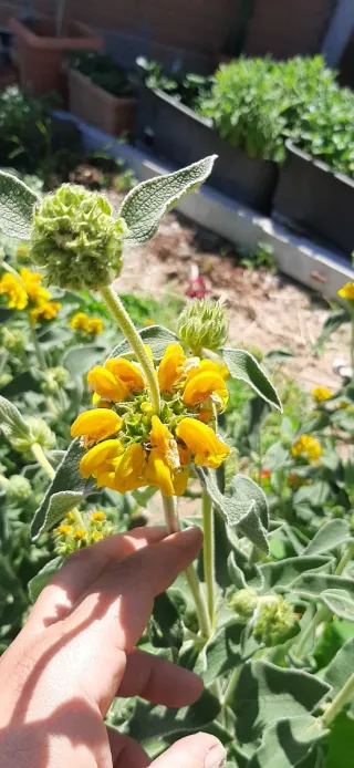 20 Semi di Phlomis Fruticosa o Salvia di Gerusalem