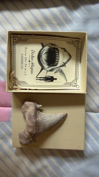 Diente de Otodus Obliquus Eoceno