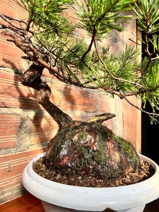 Bonsái Pino