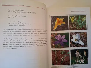 VARIEDADES AUTÓCTONAS DE CEBOLLAS ESPAÑOLAS