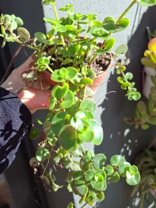 Suculenta colgante