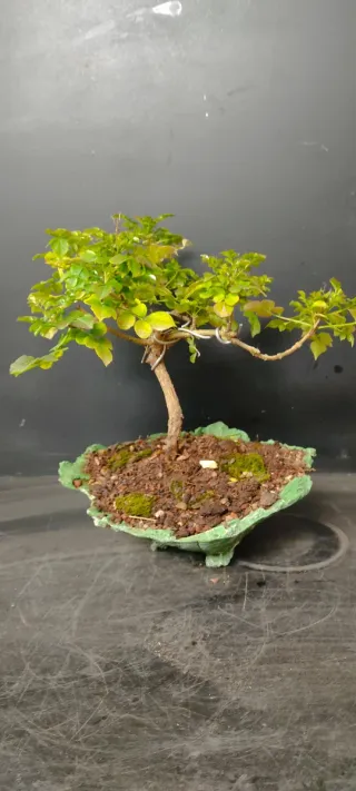 Bonsái Tecomaria Capensis