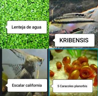Lote Acuarofilia: Plantas, Peces y Caracoles