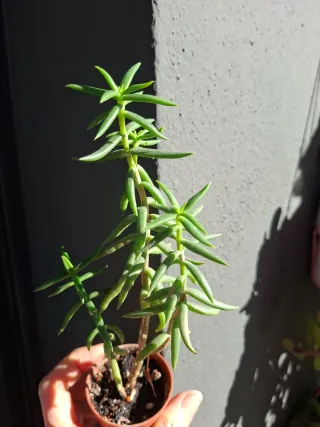 Crassula tetragona planta suculenta