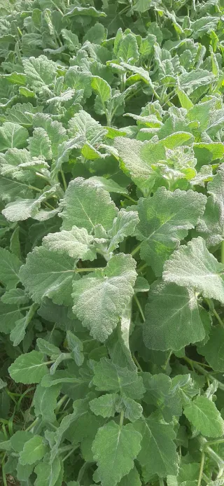15 Semi Salvia Desoleana (Sarda)