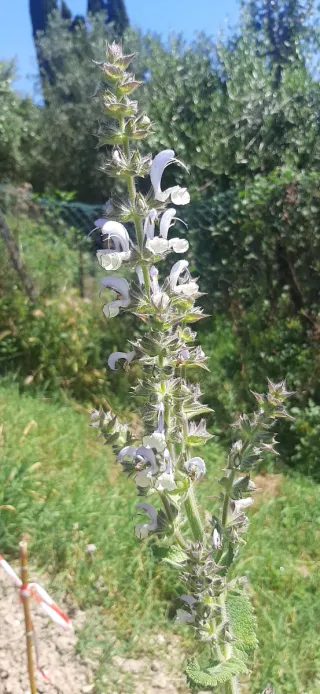 15 Semi Salvia Desoleana (Sarda)