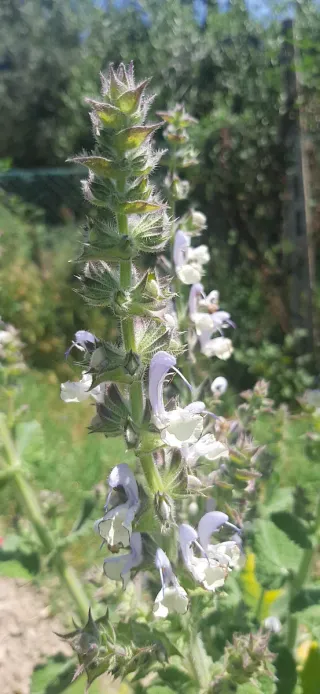 15 Semi Salvia Desoleana (Sarda)