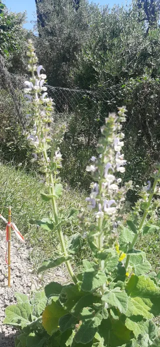 15 Semi Salvia Desoleana (Sarda)