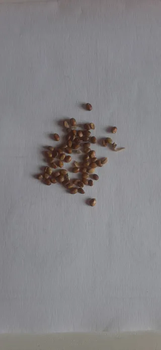 15 Semi Salvia Desoleana (Sarda)