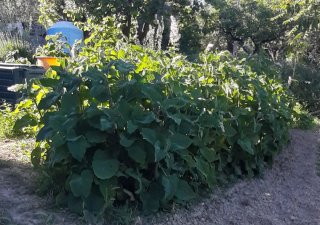 15 Semi di Salvia Sclarea o Salvia Moscatella