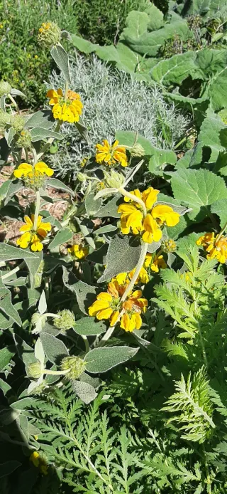 Piantine Phlomis Fruticosa o Salvia di Gerusalemme