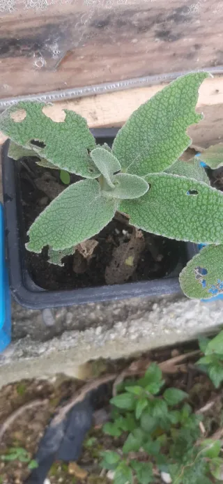 Piantine Phlomis Fruticosa o Salvia di Gerusalemme