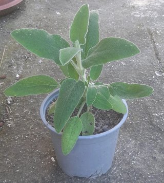 Piantine Phlomis Fruticosa o Salvia di Gerusalemme