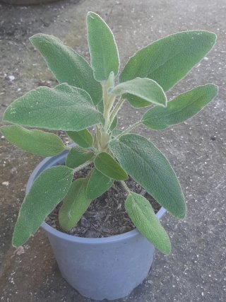 Piantine Phlomis Fruticosa o Salvia di Gerusalemme
