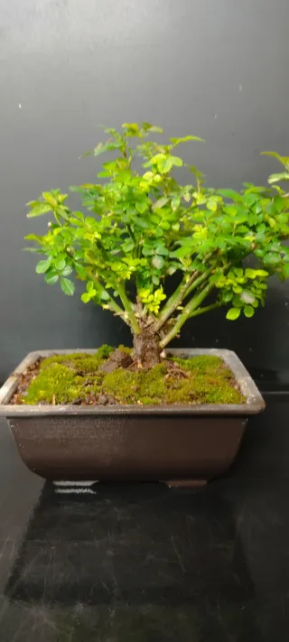 Bonsái Rosa de Japón