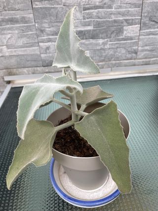 Planta Kalanchoe Oreja de Elefante