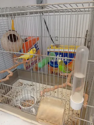 Jaula para pájaros con accesorios