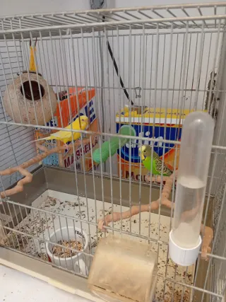 Jaula para pájaros con accesorios