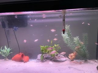 Acuario con mueble y dosificador