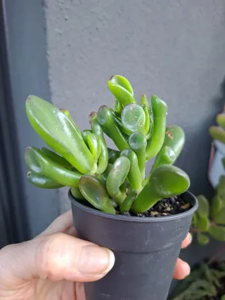 Suculenta Crassula Ovata Gollum