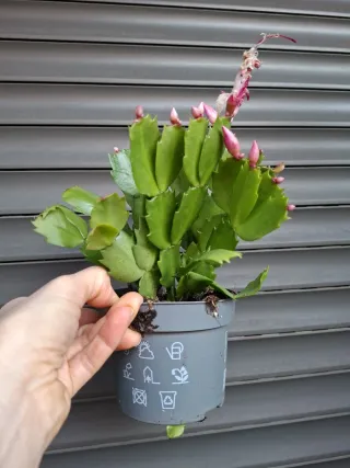 Cactus de Navidad con flores rosas